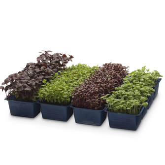 ANL Packaging tray for agriculture